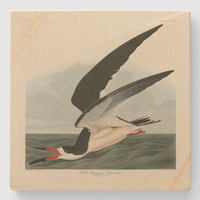 Dessous-de-verre En Pierre Black Skimmer, Shearwater Audubon Birds of America (Devant)