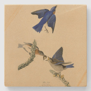 Dessous-de-verre En Pierre Bleu rouge de l'est des oiseaux d'Amérique d'Audub