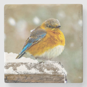 Dessous-de-verre En Pierre Bleuet de l'Est en neige - Photo originale