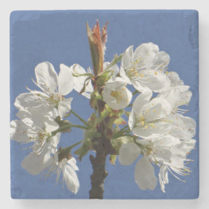 Dessous-de-verre En Pierre Bloom du printemps blanc