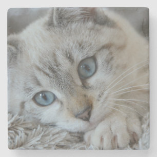Dessous-de-verre En Pierre Blue Point Siamese Chat