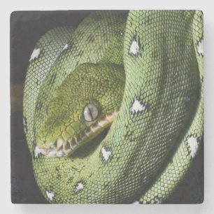 Dessous-de-verre En Pierre Boa vert de serpent vert d'arbre en Bolivie