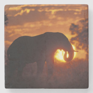 Dessous-de-verre En Pierre Botswana, parc national de Chobe, éléphant mâle
