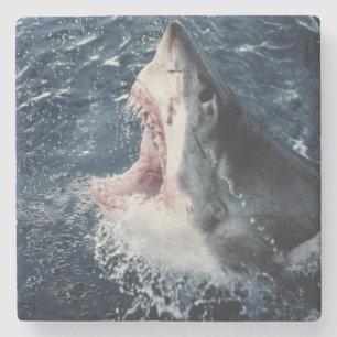 Dessous-de-verre En Pierre Bouche élevée de requin ouverte