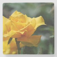 Bourgeon d'or de rose jaune