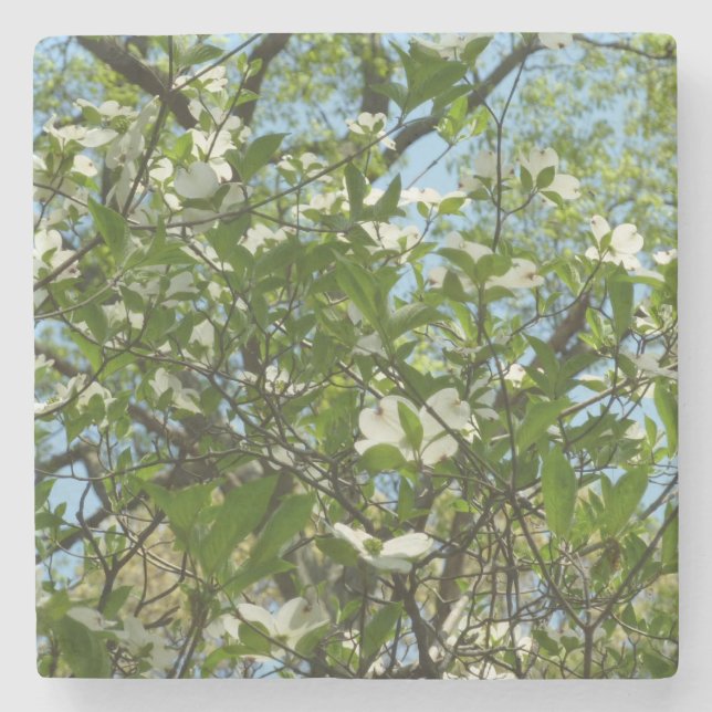 Dessous-de-verre En Pierre Branche of Dogwood Blossoms Spring Trees (Devant)