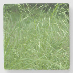 Dessous-de-verre En Pierre Bromus tectorum