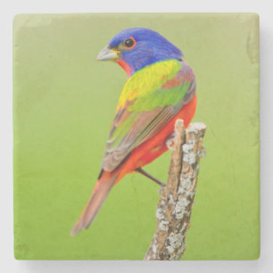 Dessous-de-verre En Pierre Bruant à tête rouge (Passerina ciris) Mâle perché