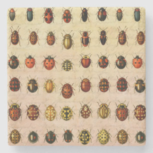 Dessous-de-verre En Pierre Bug d'insectes coccinelle de coccinelle