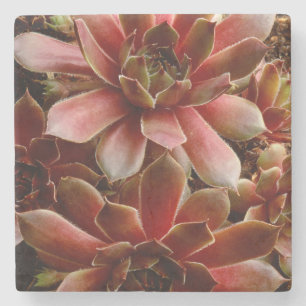 Dessous-de-verre En Pierre Canada, plante succulent
