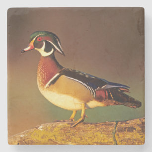 Dessous-de-verre En Pierre Canard branchu mâle, Illinois