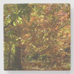 Dessous-de-verre En Pierre Canopée des Feuilles d'automne II Photographie d'a