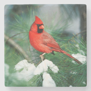 Dessous-de-verre En Pierre Cardinal rouge mâle sur un arbre, IL