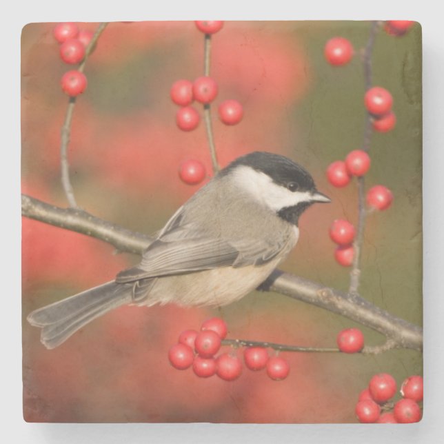 Dessous-de-verre En Pierre Carolina Chickadee on Common Winterberry Bush (Devant)