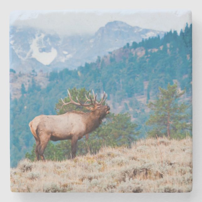 Dessous-de-verre En Pierre Cerf (Cervus Elephus) mâle bramant (Devant)