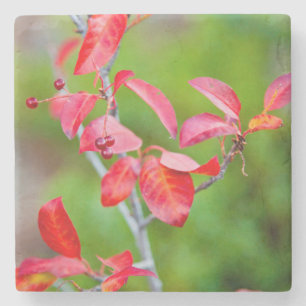 Dessous-de-verre En Pierre Cerisier de Virginie (Prunus Virginiana) en automn