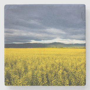 Dessous-de-verre En Pierre Champ de canola dans la lumière du matin dans le F