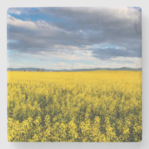 Dessous-de-verre En Pierre Champ de Canola Dans La Lumière Du Soir