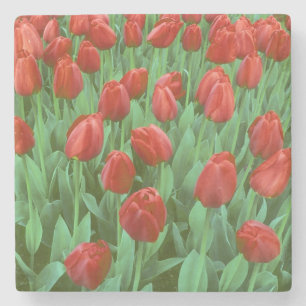 Dessous-de-verre En Pierre Champ de tulipes en fleurs au printemps.