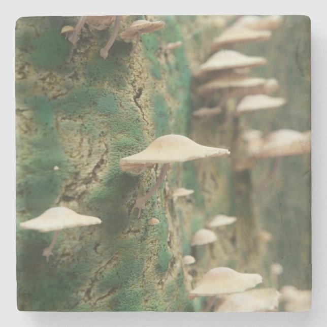 Dessous-de-verre En Pierre Champignons sur un arbre (Devant)