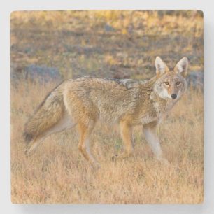 Dessous-de-verre En Pierre Chasse au coyote (Canis Latrans)