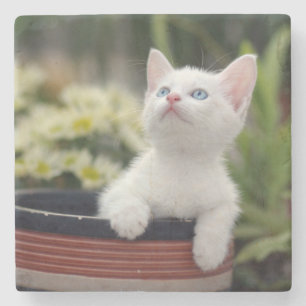Dessous-de-verre En Pierre Chaton blanc turc