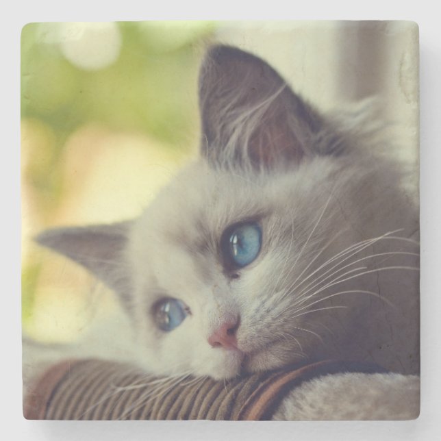 Dessous-de-verre En Pierre Chaton de Ragdoll (Devant)