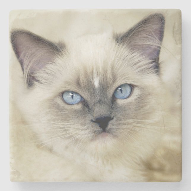 Dessous-de-verre En Pierre chaton Ragdoll (Devant)