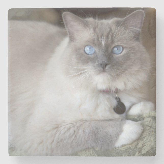 Dessous-de-verre En Pierre Chatte Ragdoll (Devant)