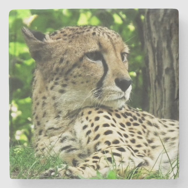 Dessous-de-verre En Pierre Cheetah (Devant)