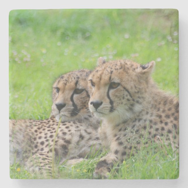 Dessous-de-verre En Pierre Cheetah 001 (Devant)