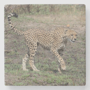 Dessous-de-verre En Pierre Cheetah En Mouvement.