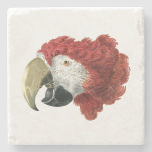 Dessous-de-verre En Pierre Chef d'une Macaw (1725-1792) Aert Schouman