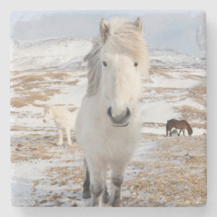 Dessous-de-verre En Pierre Cheval islandais blanc, Islande