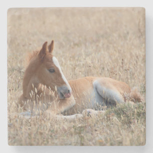 Dessous-de-verre En Pierre Cheval sauvage du Foal Mustang