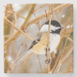 Dessous-de-verre En Pierre Chickadee au plafond noir - Photo originale