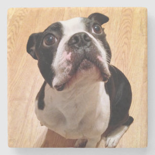 Dessous-de-verre En Pierre Chien de Boston Terrier