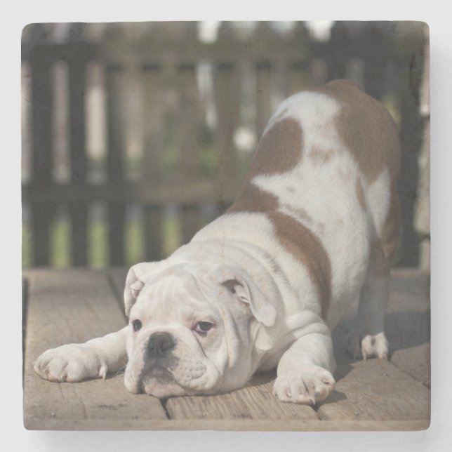 Dessous-de-verre En Pierre Chiot anglais de bouledogue (Devant)