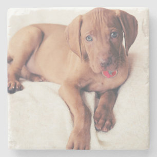 Dessous-de-verre En Pierre Chiot de Vizsla de Hongrois