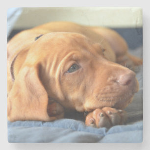 Dessous-de-verre En Pierre Chiot de Vizsla se reposant sur sa patte