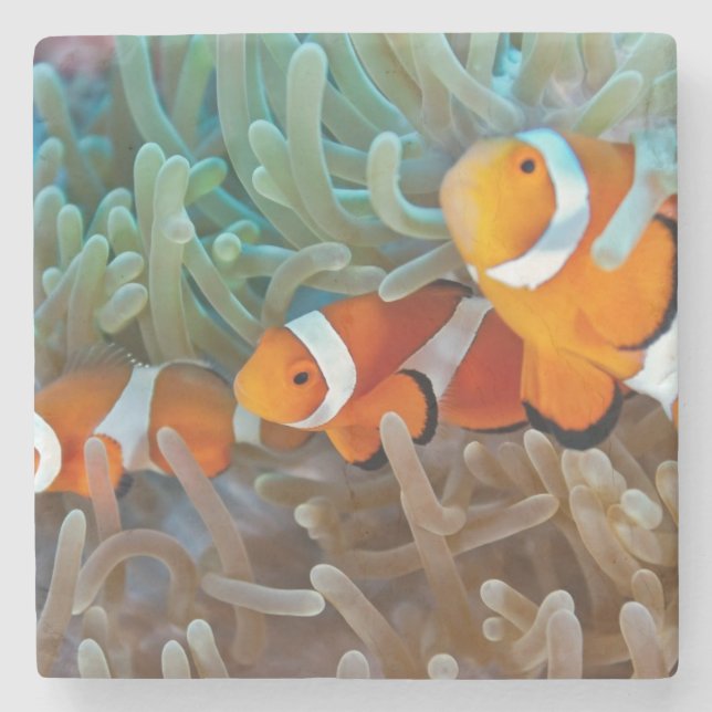 Dessous-de-verre En Pierre Clownfish (Devant)