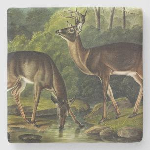 Dessous-de-verre En Pierre Common Deer