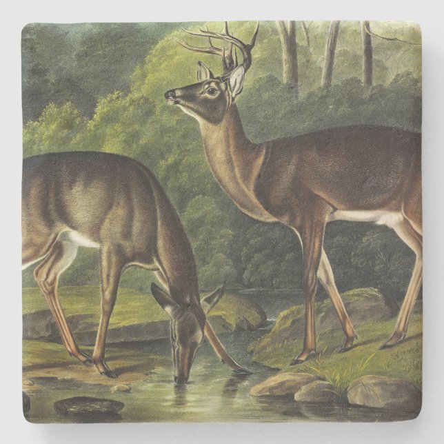 Dessous-de-verre En Pierre Common Deer (Devant)
