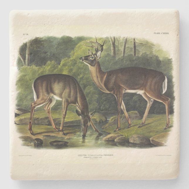 Dessous-de-verre En Pierre Common Deer (Devant)