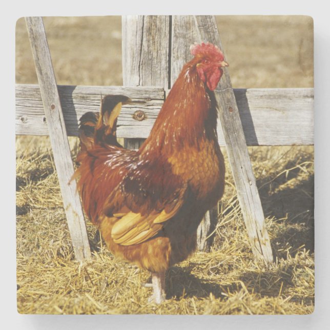 Dessous-de-verre En Pierre Coq Rhode Island Red (Devant)
