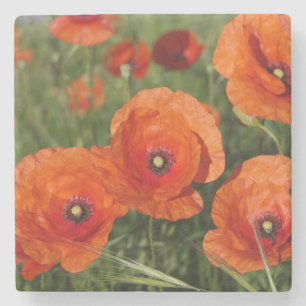 Dessous-de-verre En Pierre Coquelicots communs