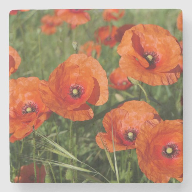 Dessous-de-verre En Pierre Coquelicots communs (Devant)