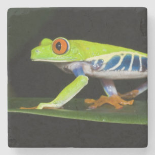 Dessous-de-verre En Pierre Costa Rica, Grenouille aux yeux rouges (Agalychnis