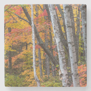Dessous-de-verre En Pierre Couleurs d'automne dans la forêt près de Copper Ha