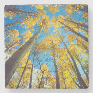 Dessous-de-verre En Pierre Couleurs d'automne des arbres d'Aspen 2